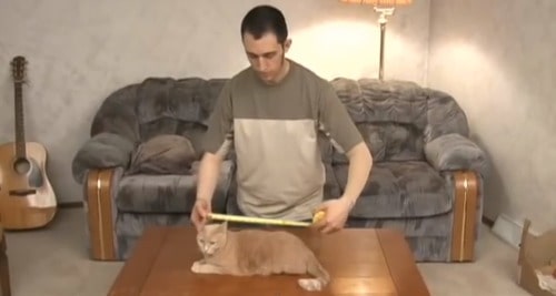 cat4