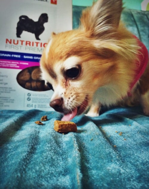 For a picky eater, June DEVOURED his grain-free biscuit immediately.