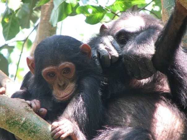 Baby and mother chimp - Irene Whittaker-Cumming