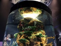 the-big-give-ripleys-aquarium-01