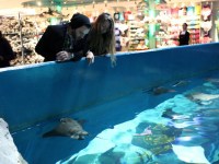 the-big-give-ripleys-aquarium-07