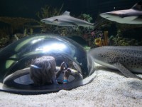 the-big-give-ripleys-aquarium-25