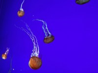 the-big-give-ripleys-aquarium-50