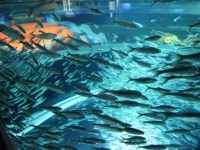 the-big-give-ripleys-aquarium-65