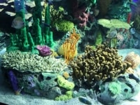 the-big-give-ripleys-aquarium-69