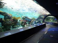 the-big-give-ripleys-aquarium-71