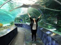 the-big-give-ripleys-aquarium-72