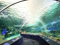 the-big-give-ripleys-aquarium-75