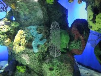 the-big-give-ripleys-aquarium-76