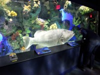 the-big-give-ripleys-aquarium-77