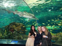 the-big-give-ripleys-aquarium-79