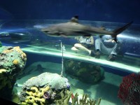 the-big-give-ripleys-aquarium-81