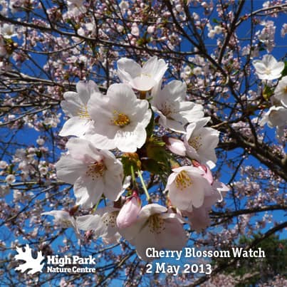 High Park Cherry Blossom Festival