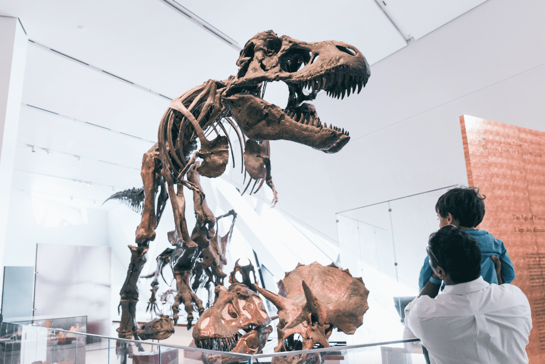 Post objects. Королевский музей Онтарио внутри. Королевский музей в Онтарио Торонто внутри. Королевский музей Онтарио динозавры. Королевский музей Онтарио Торонто динозавры.